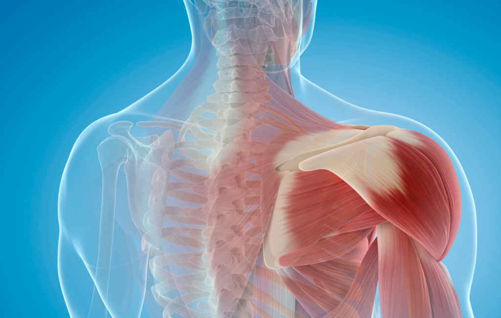 3D illustration of a human upper body revealing transparent skin, spine, and detailed shoulder and back muscles against a blue background, highlighting the precision crucial for shoulder surgery often sought in Colombia’s renowned medical tourism industry.